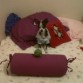 pirito en mi cama jugando con su inseparable pelota